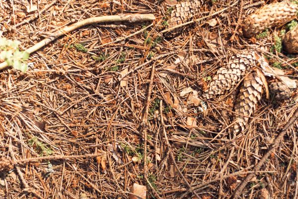 Cost of Pine Needles Removal in Los Gatos