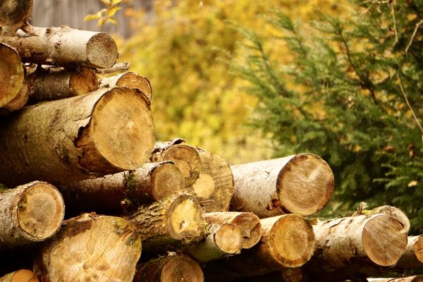Wood Pile Removal in Los Gatos