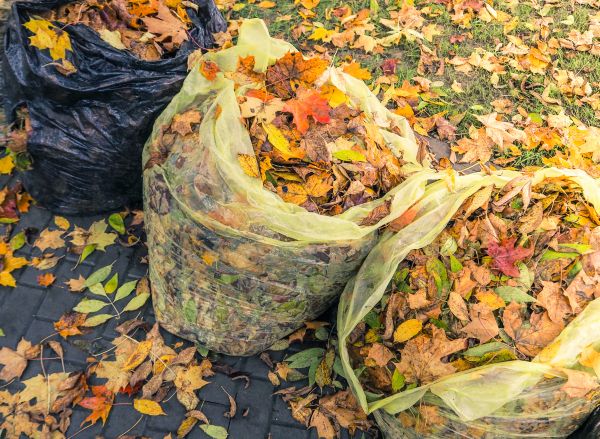 Yard Cleanup Service in Los Gatos