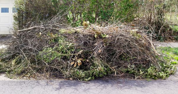 Tree Limb Cleanup in Los Gatos