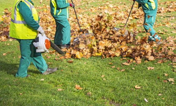Cost of Leaf Maintenance in Los Gatos