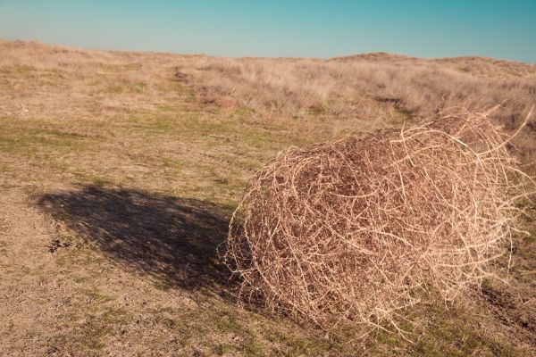 Tumbleweed Removal in Los Gatos