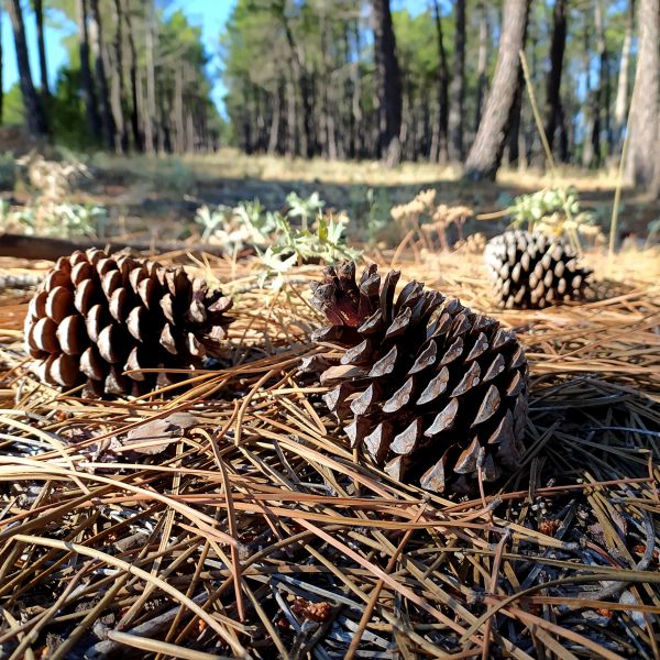 Cost of Pine Cone Removal in Los Gatos