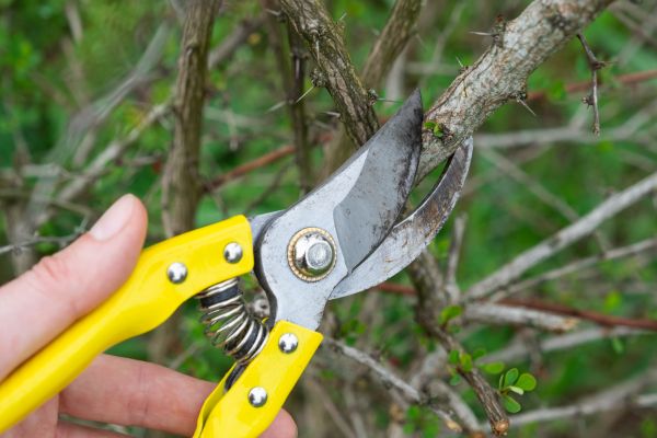 Limbs Removal in Los Gatos