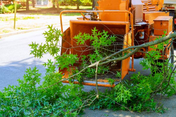 Tree Branches Removal in Los Gatos