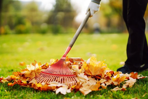 Cost of Ditch Leaf Removal in Los Gatos