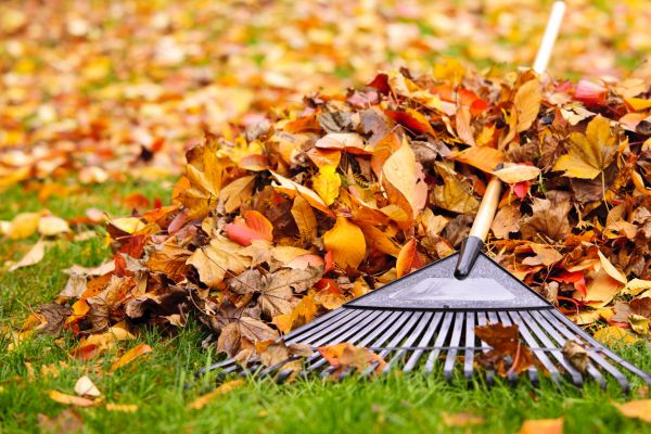 Yard Leaf Removal in Los Gatos