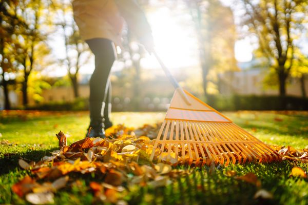 Leaves Raking in Los Gatos