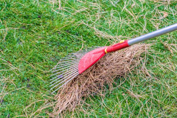 Yard Raking in Los Gatos