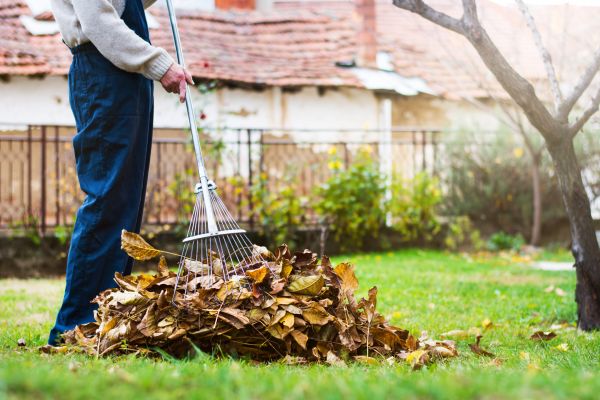Spring Lawn Cleanup in Los Gatos