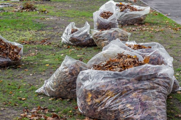 Cost of Leaf Pile Disposal in Los Gatos