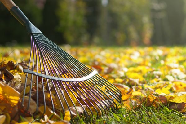 Leaf Removal in Los Gatos