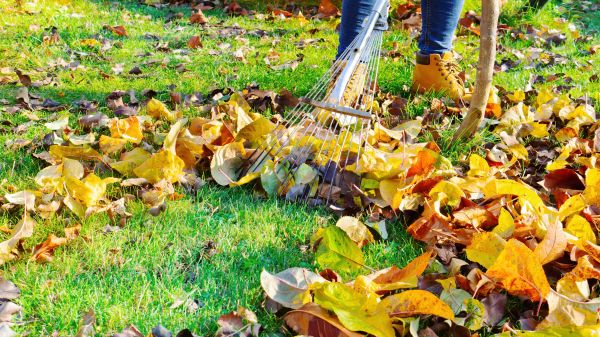 Lawn Cleanup Service in Los Gatos