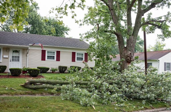 Fallen Branch Removal in Los Gatos