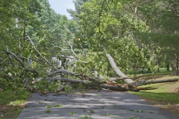 Tree Debris Removal in Los Gatos