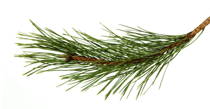Pine Needle Raking